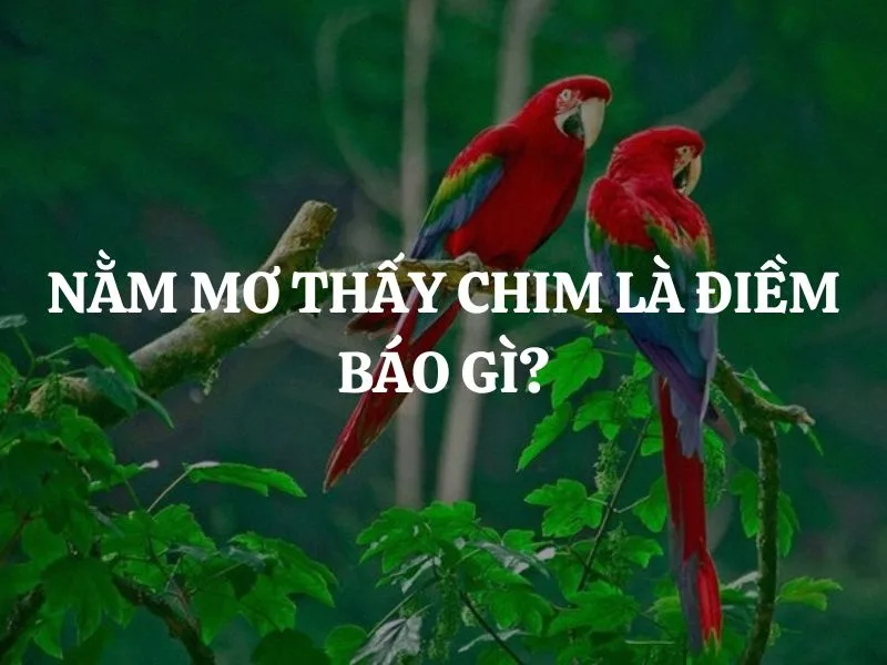 mo thay chim